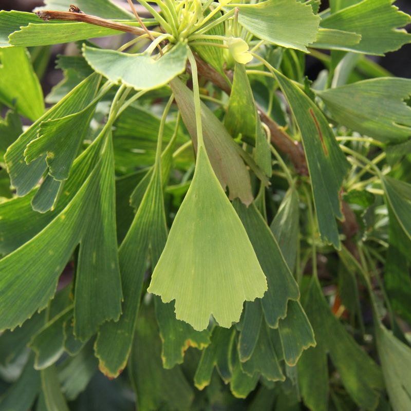 Ginkgo biloba 'Saratoga'