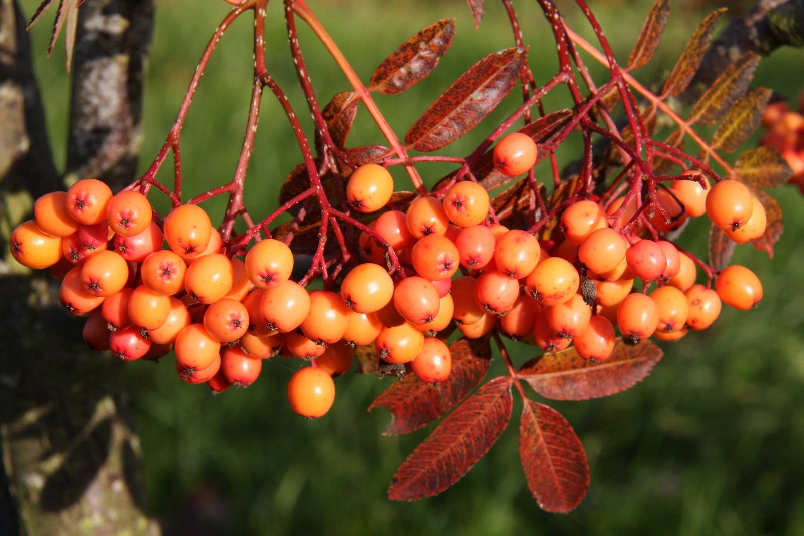 Sorbus 'Amber Light' 1