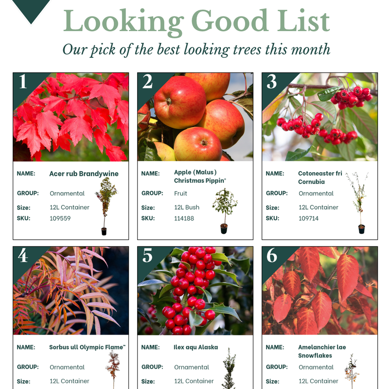 Looking Good List Autumn Colour November