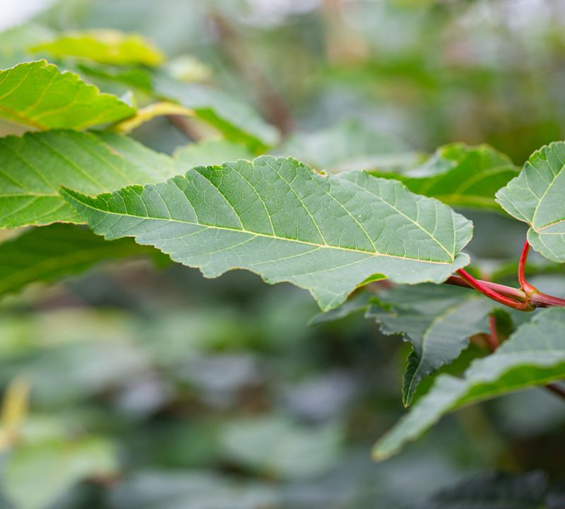 Acer davidii 'Viper'® (Mindavi)