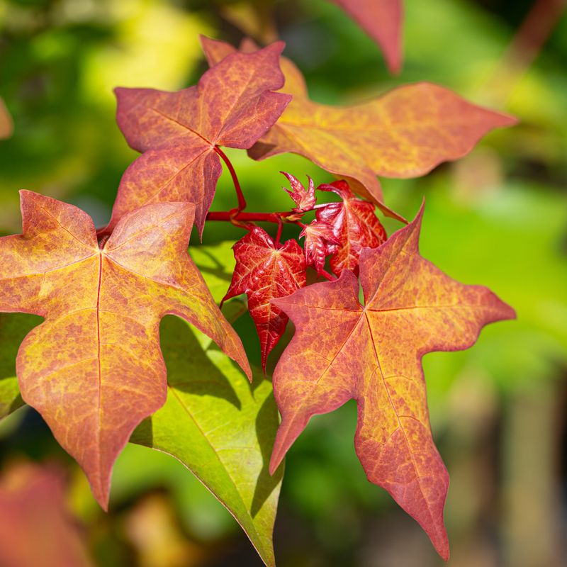 Acer cappadocicum 'Aureum'