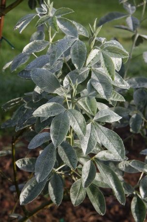 Cytisus battandierii 'Yellow Tail'