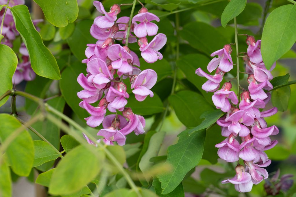 Robinia Pink Cascade Drought-Tolerant Tree