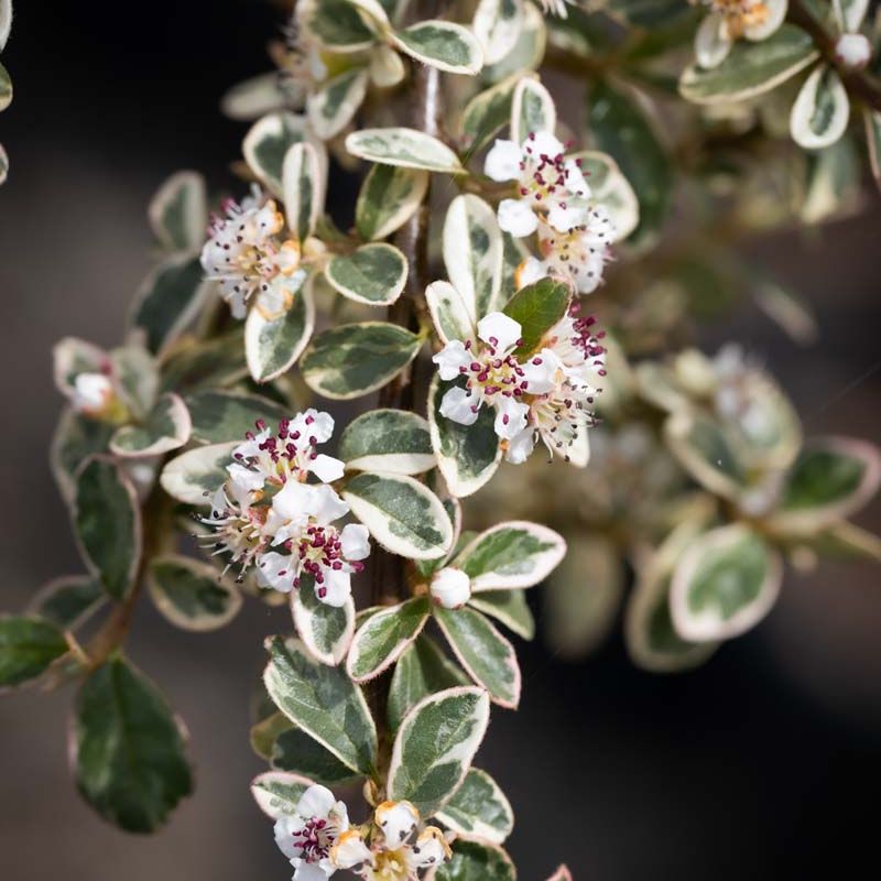 Cotoneaster x suecicus 'Juliette'