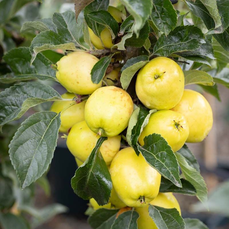 Malus 'Gardeners Gold'