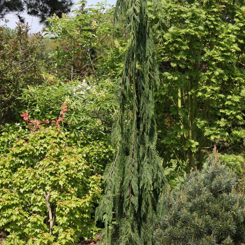 Xanthocyparis nootkatensis 'Jubilee'