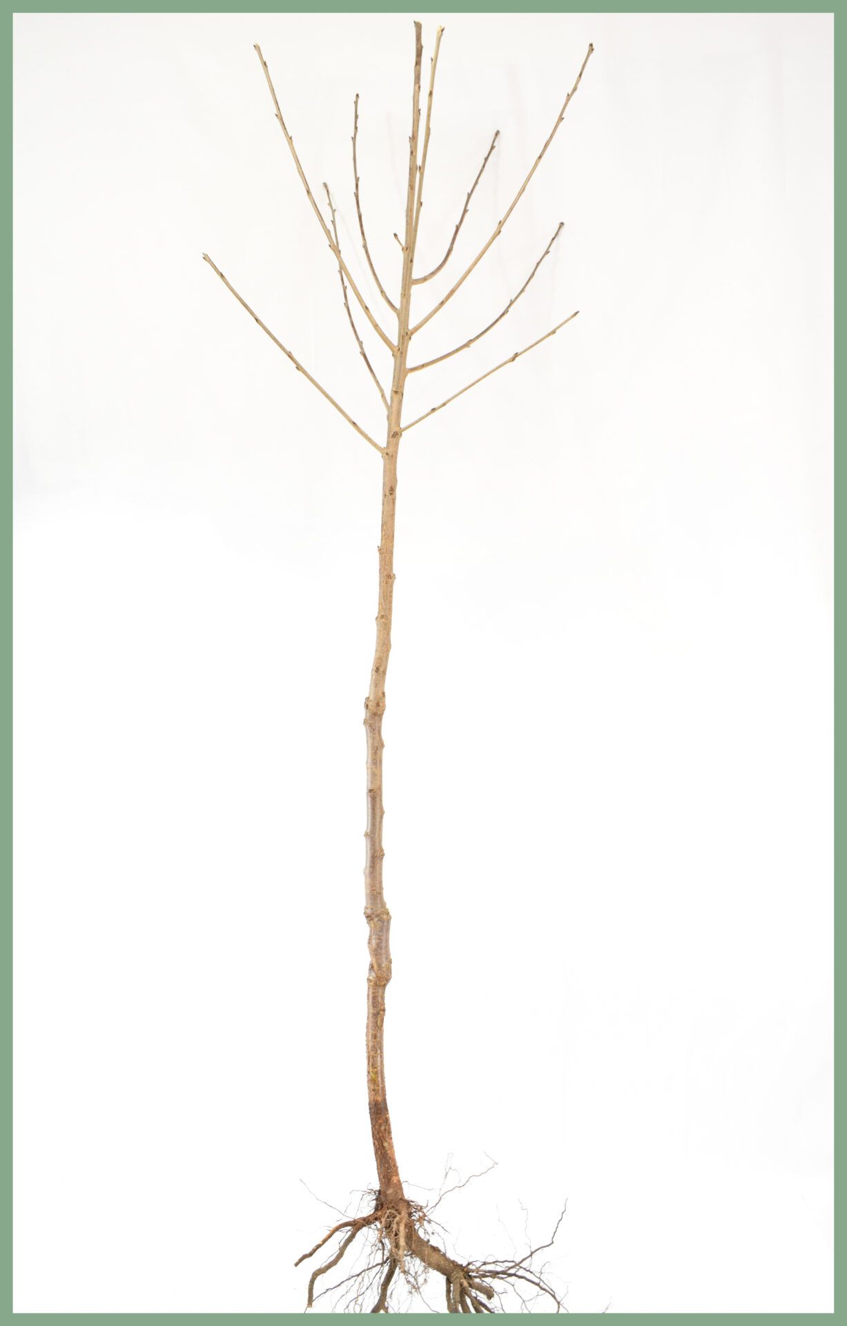 Fruit Trees - Bare Root Specifications 15
