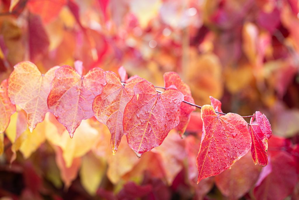Cercis Eternal Flame