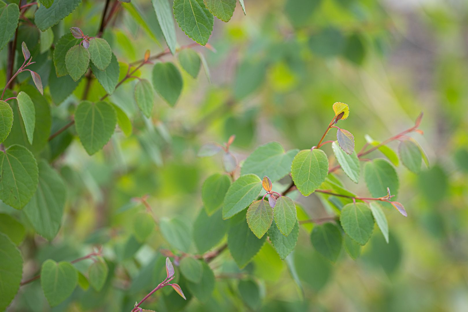 Cercidiphylum Fragrant tree