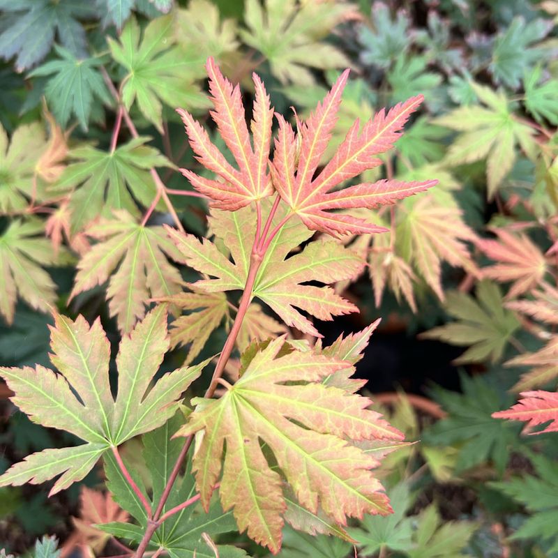 Acer x pseudosieboldianum Arctic Jade