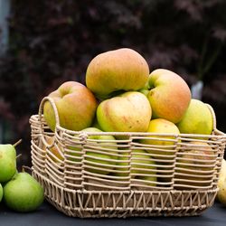 Fruit Tree Harvest