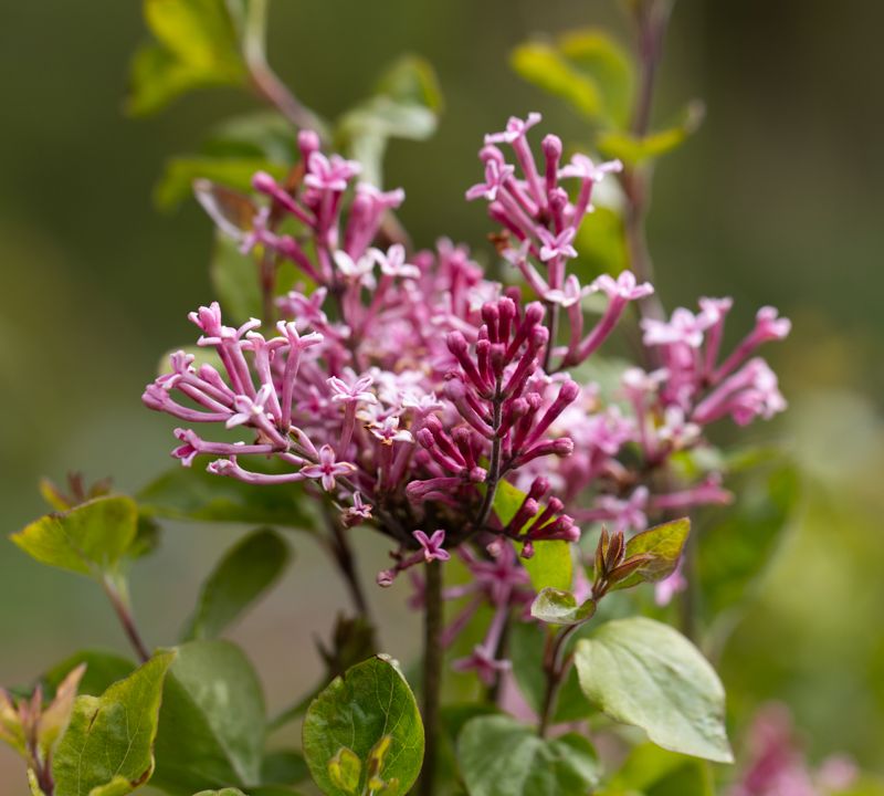 Syringa 'Pink Perfume'