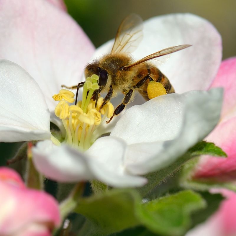 Fruit Tree Pollination