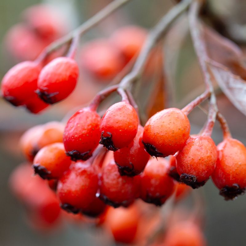 Sorbus japonica