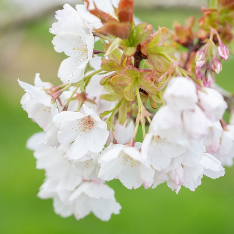 Prunus 'Tai-haku'