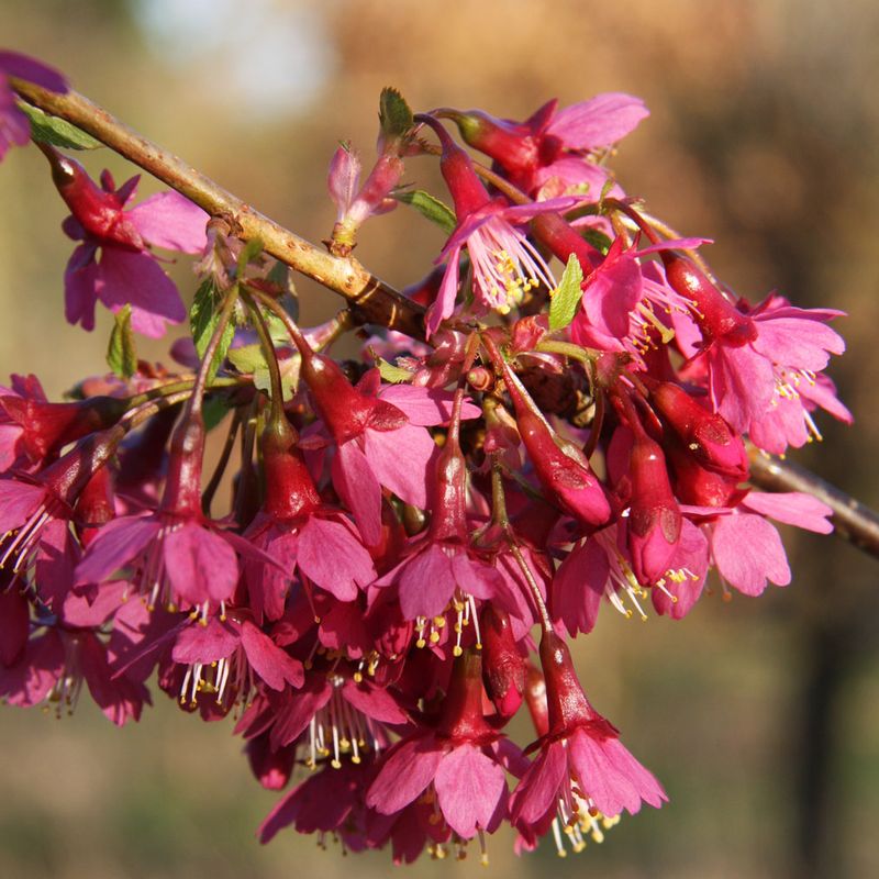Prunus 'First Lady'