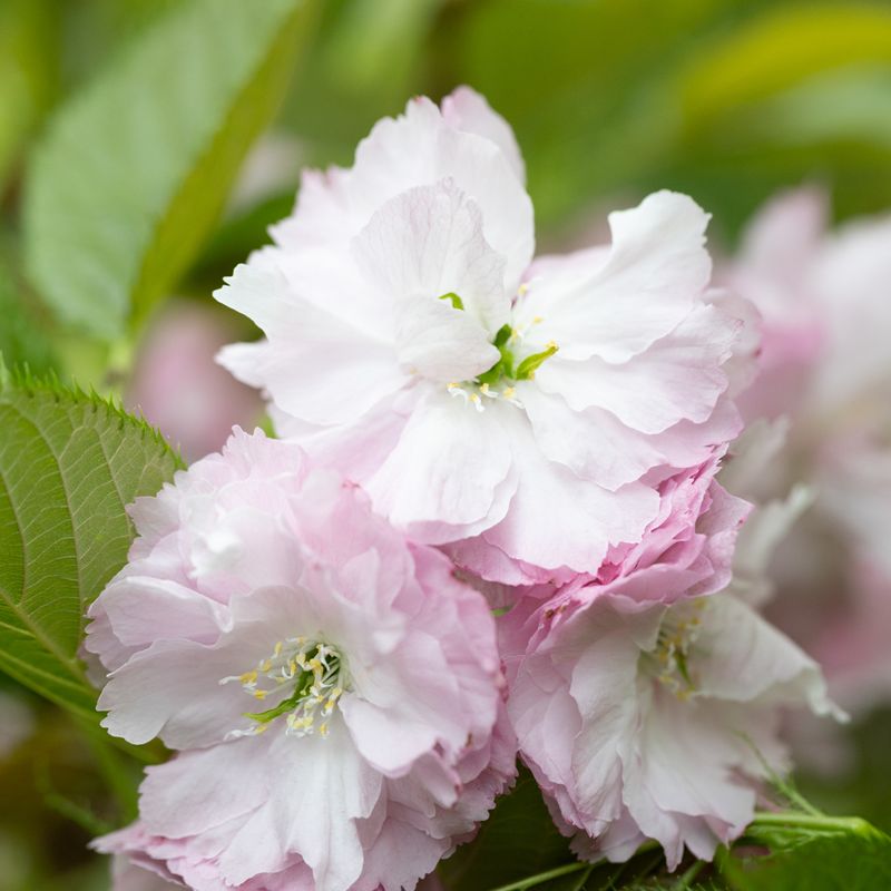 Prunus 'Little Pink Perfection'