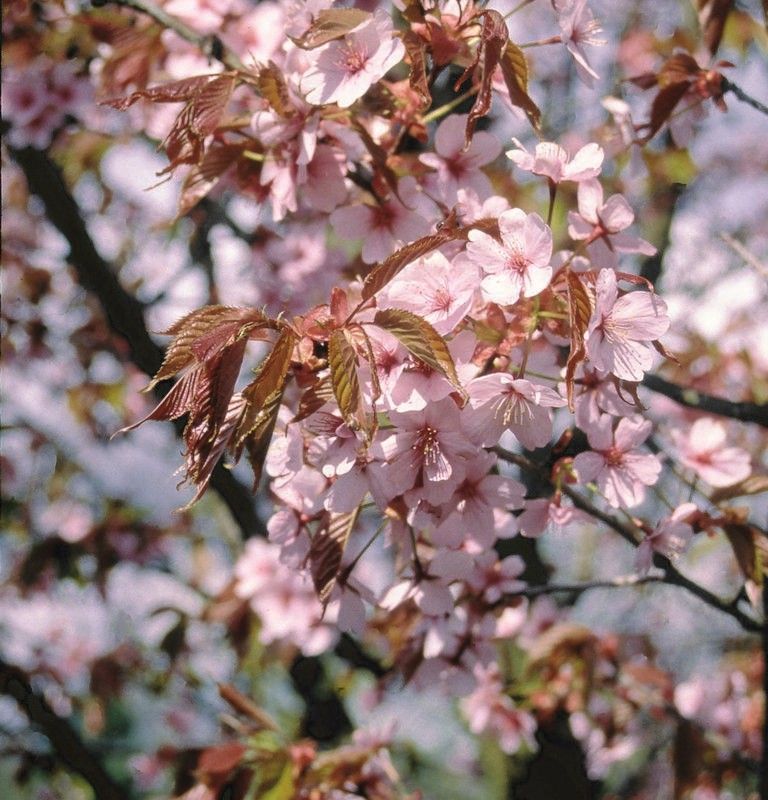 Prunus sargentii 1
