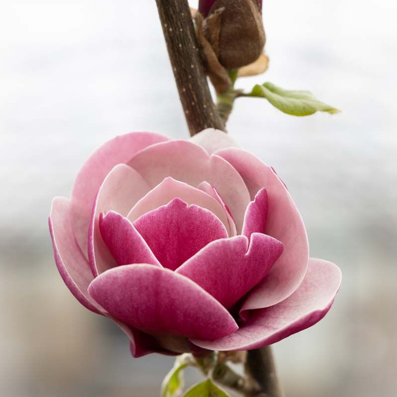 Magnolia 'Venus'