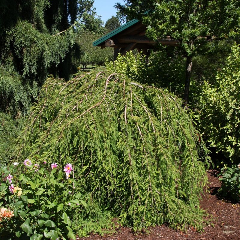 Taxodium distichum 'Cascade Falls'