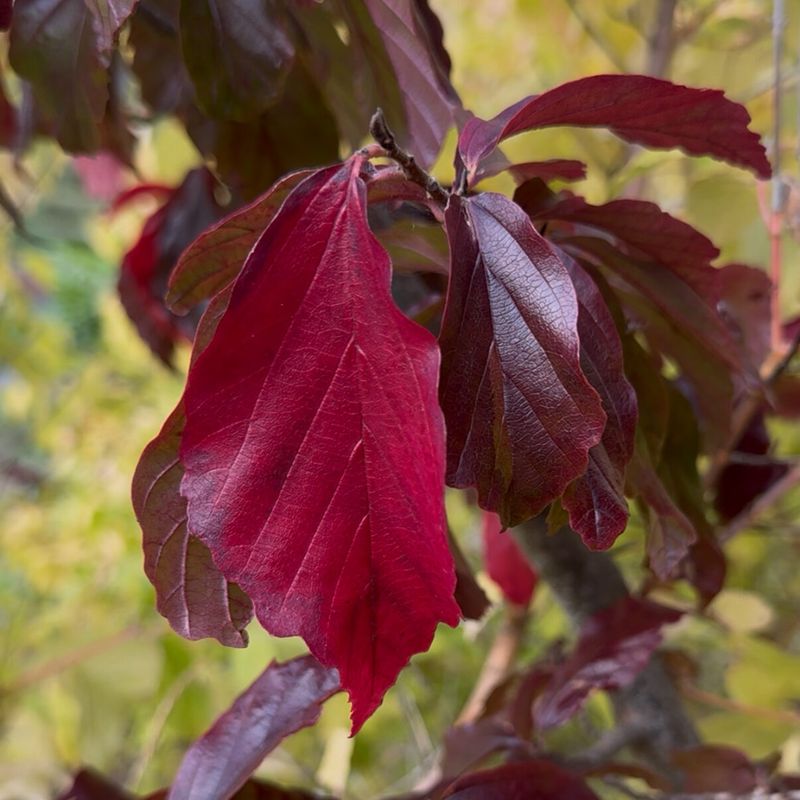stress creating early autumn colour on foliage