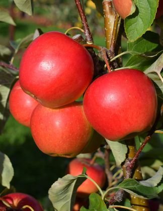 New apple variety naming competition