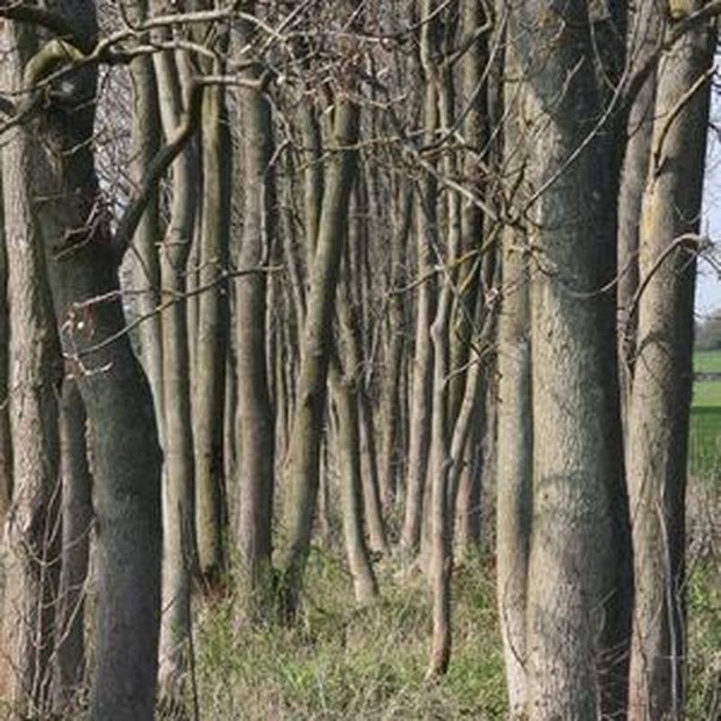 Fraxinus excelsior