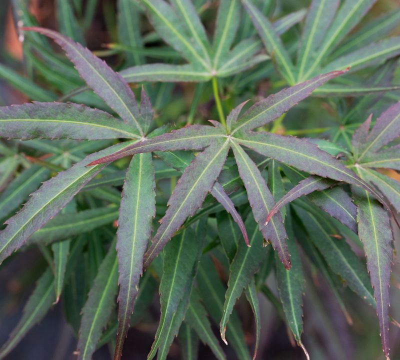 Acer palmatum 'Villa Taranto'