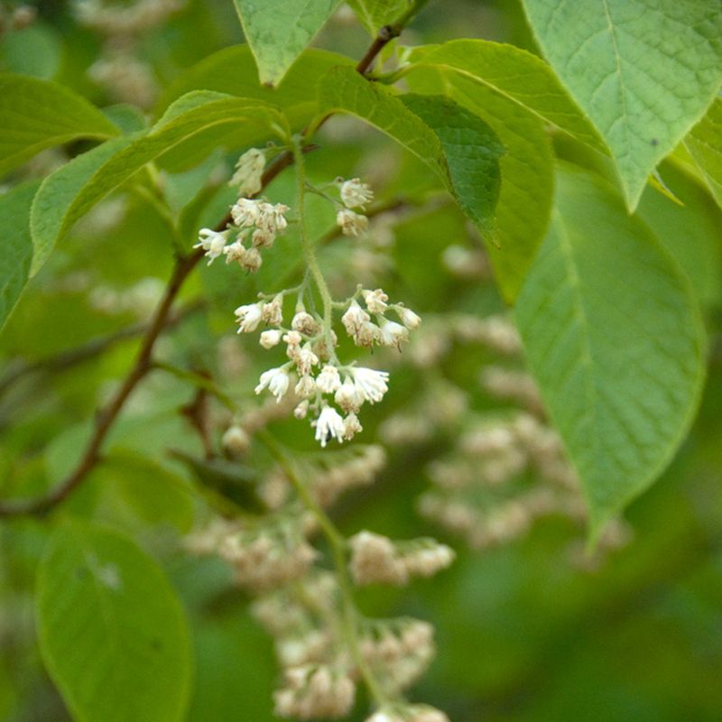 Pterostyrax hispida