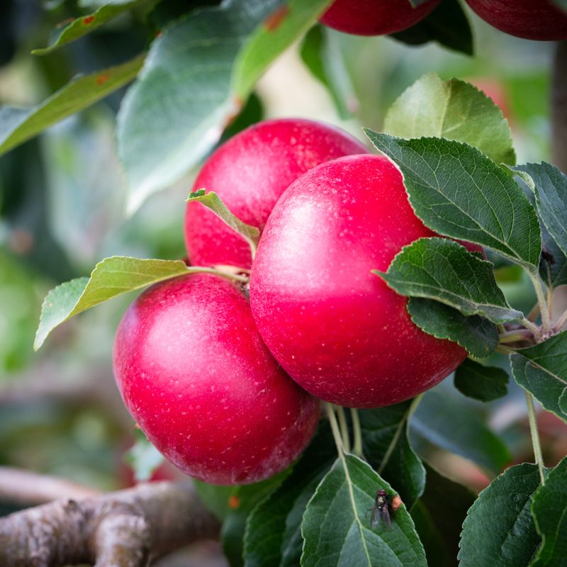 Apple Rosette™