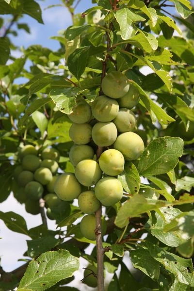 Gage Old Greengage 1