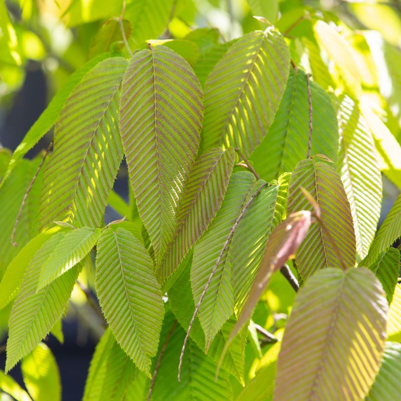 Carpinus fangiana