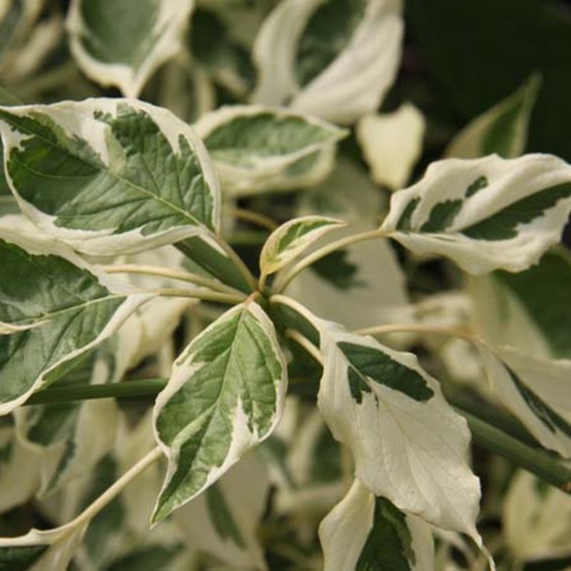 Cornus controversa 'Variegata'