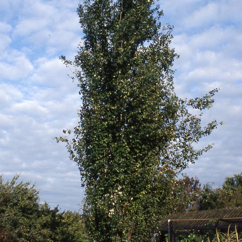 Populus tremula 'Erecta'