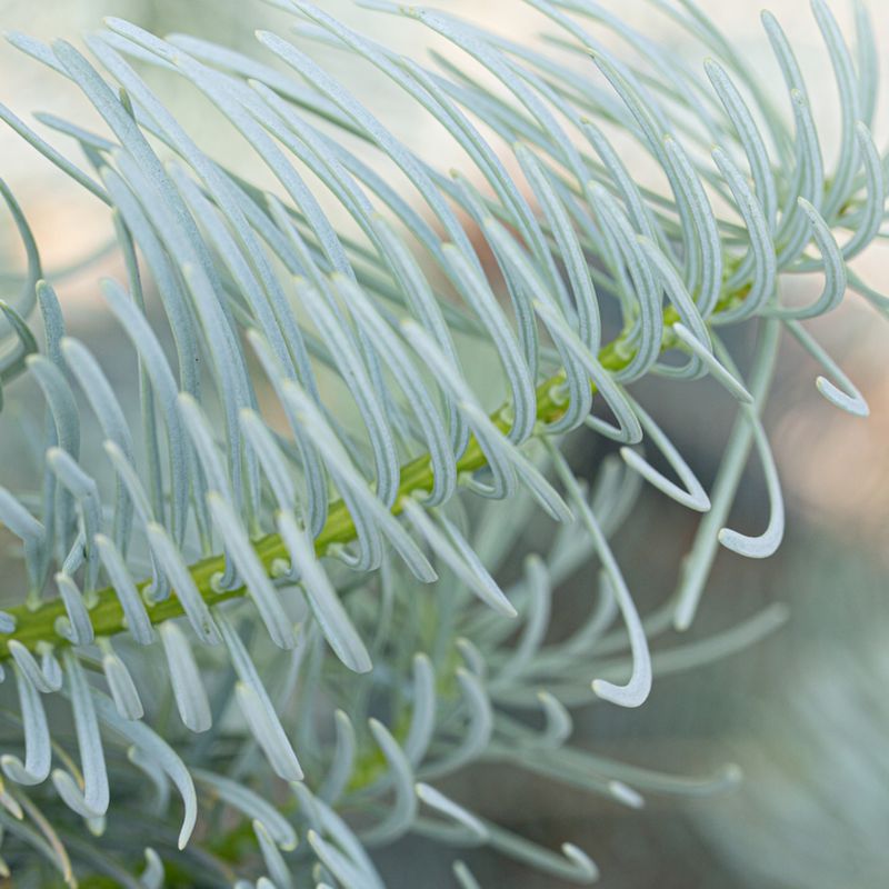 Abies concolor 'Violacea'