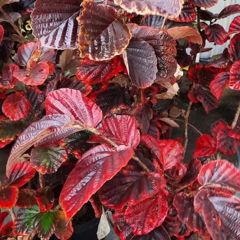 Hamamelis x intermedia 'Yamina'