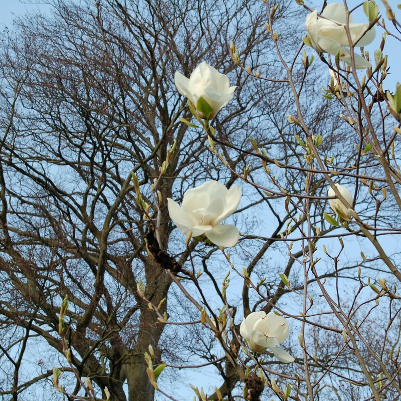 Magnolia 'Sybille'