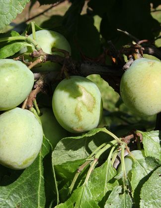 Gage Dennistons Superb