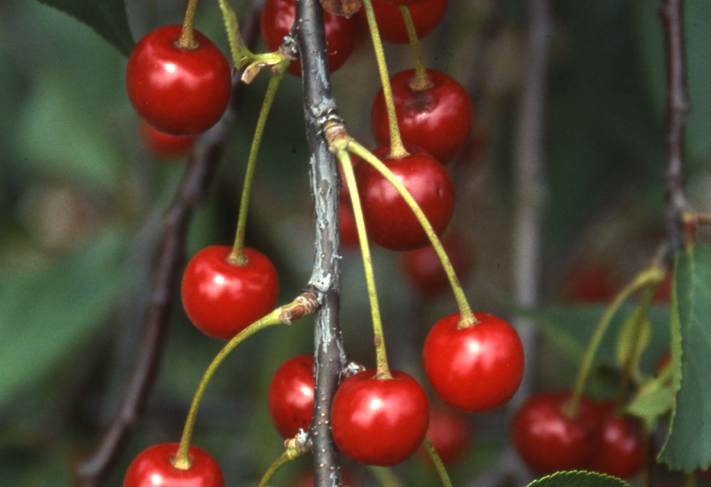 Cherry Morello