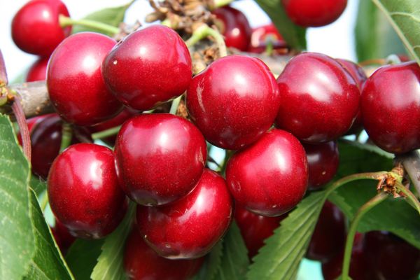Cherry Sunburst