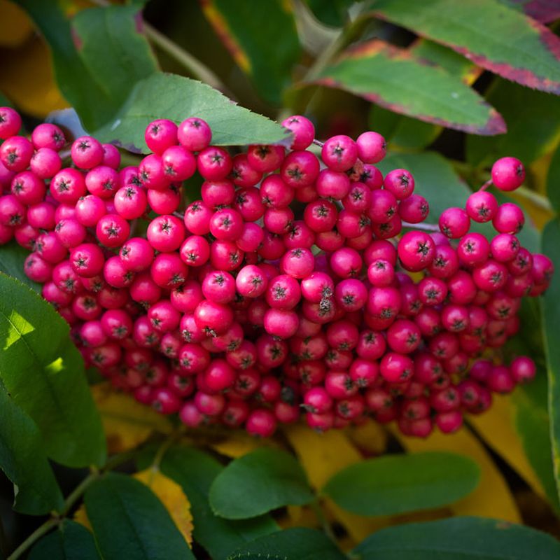 Sorbus 'Leonard Messel'