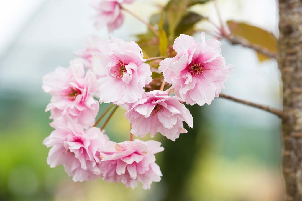 Prunus Pink Perfection