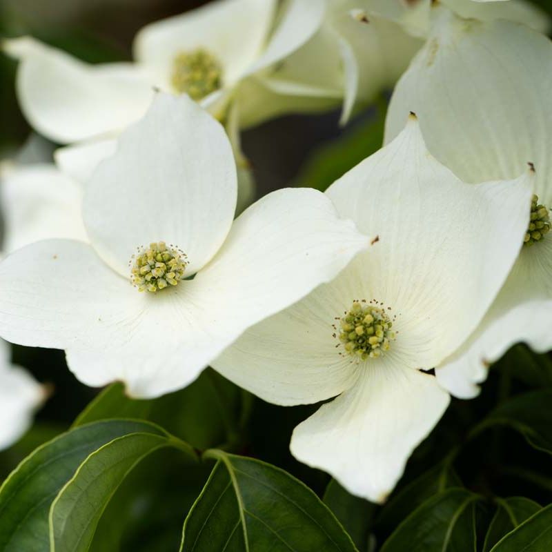 Cornus kousa 'Mandarin Jewel'®