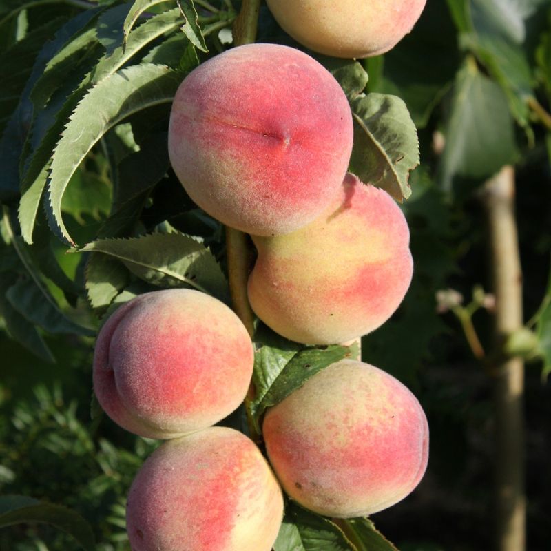 Peach Peregrine 1