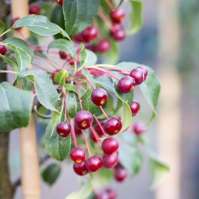 Malus brevipes 'Wedding Bouquet'