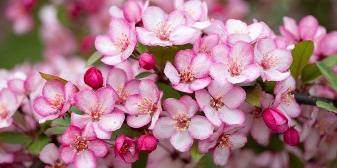 Malus 'Candymint' 1