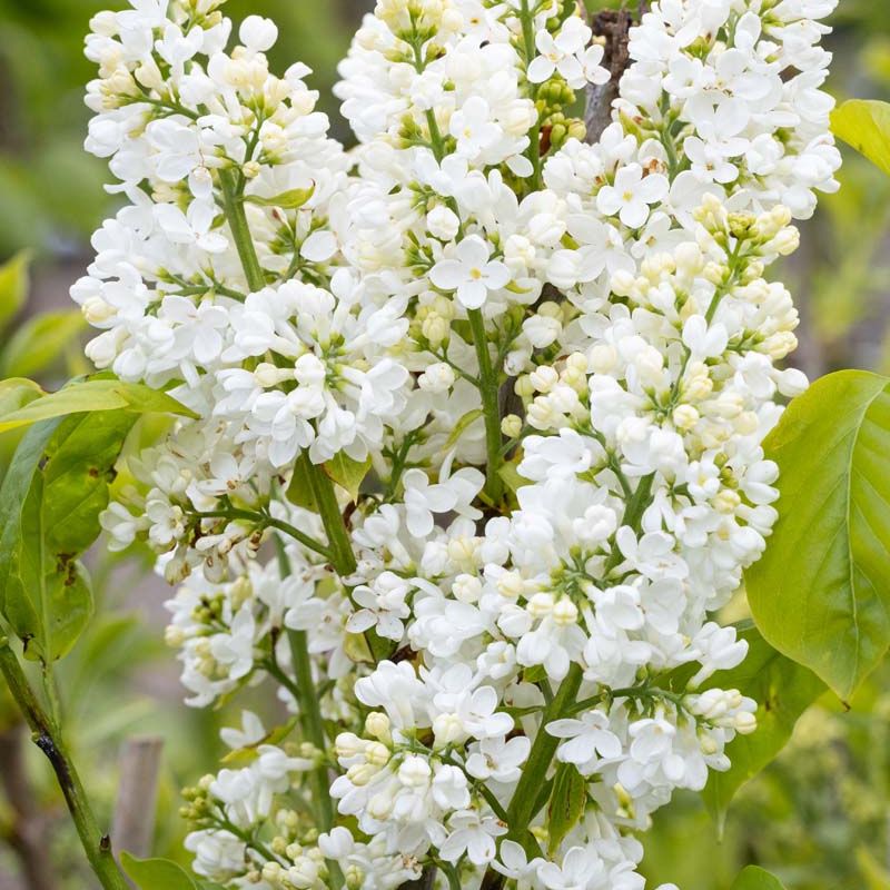Syringa vulgaris 'Madame Lemoine'