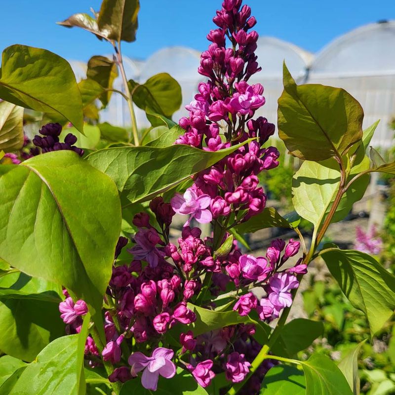 Syringa vulgaris 'Prince Wolkonsky'