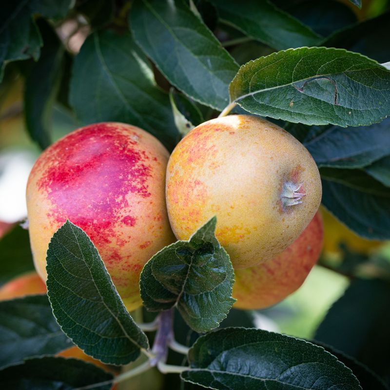 Norfolk Royal Russet