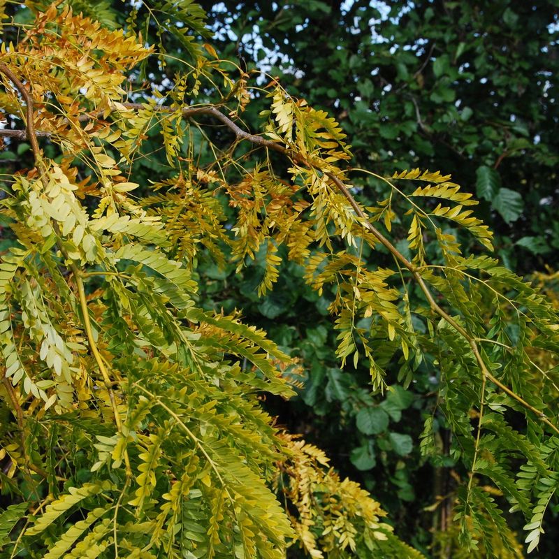 Gleditsia triacanthos inermis 'Spectrum'